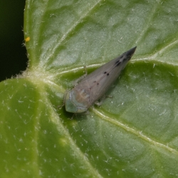 cicade Synophropsis lauri