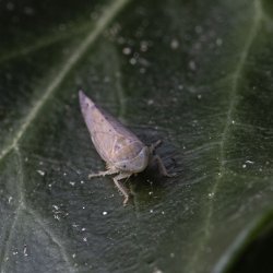 cicade Synophropsis lauri