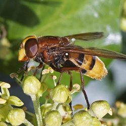 hoornaarzweefvlieg