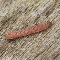 rups agaatvlinder