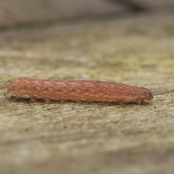 rups agaatvlinder