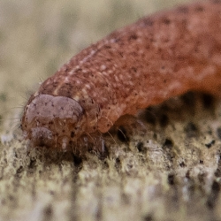 rups agaatvlinder