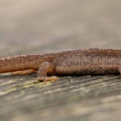 kleine watersalamander