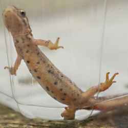 kleine watersalamander