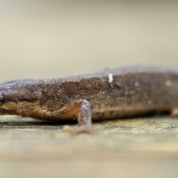 kleine watersalamander