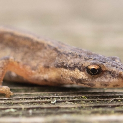 kleine watersalamander
