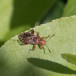 geblokte glasvleugelwants