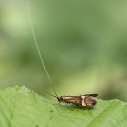 geelbandlangsprietmot