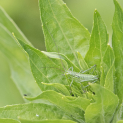 grote groene sabelsprinkhaan