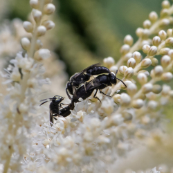 maskerbijtjes copula
