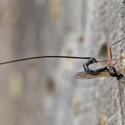 sluipwesp op insectenhotel Ephialtes manifestator