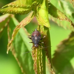 rode halsbandwants nimf