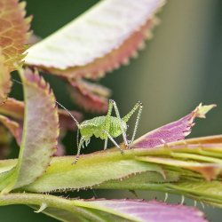 nimf struiksprinkhaan