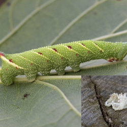 rups lindepijlstaart met vervellingshuidje