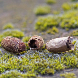 grote bladsnijder cocons
