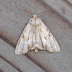 bleke grasworteluil