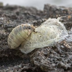 witvlakvlinder 001 vrouw