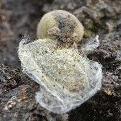 witvlakvlinder 002 vrouw