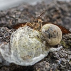 witvlakvlinder 003 vrouw man