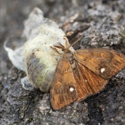 witvlakvlinder 004 paring