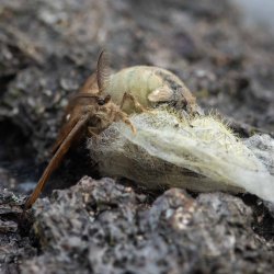 witvlakvlinder 005 paring