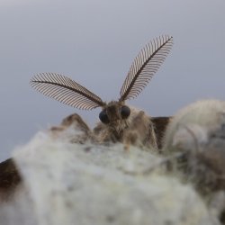 witvlakvlinder 006 man antennes
