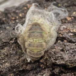 witvlakvlinder 008 eivoorraad