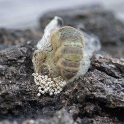 witvlakvlinder 009 eileg