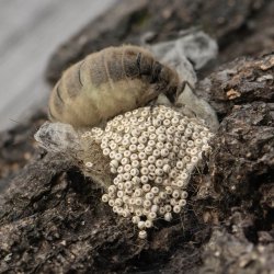 witvlakvlinder 010 eileg