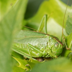 grote groene sabelsprinkhaan vrouw