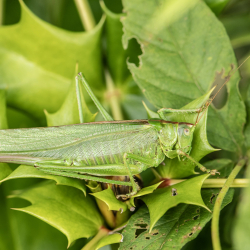 grote groene sabelsprinkhaan vrouw