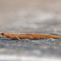 kleine watersalamander