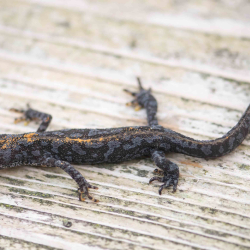 alpenwatersalamander