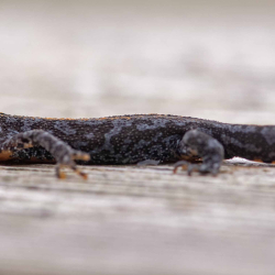 alpenwatersalamander
