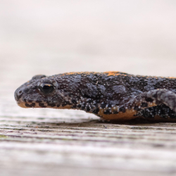alpenwatersalamander
