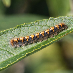 rups hagenheld