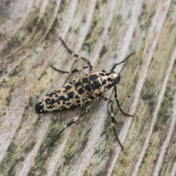 grote wintervlinder vrouw