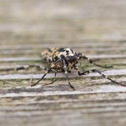 grote wintervlinder vrouw