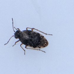 oeverwants Saldula saltatoria