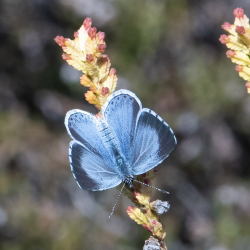 boomblauwtje vrouw
