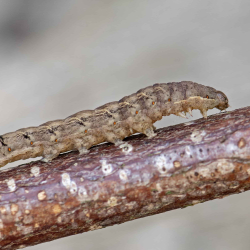 rups zwart weeskind