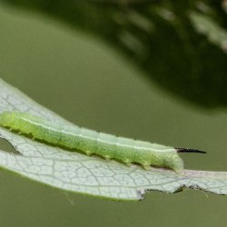 glasvleugelpijlstaart