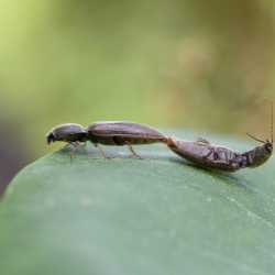 roodaarskniptorren copula