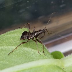 boomsikkelwants nimf