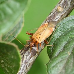 bruine prachtblindwants