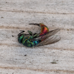 goudwesp chrysis ignita groep