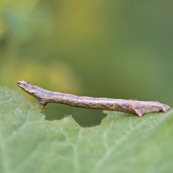 rups gewone spikkelspanner