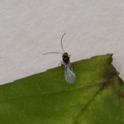 parasitair wespje op bladluis