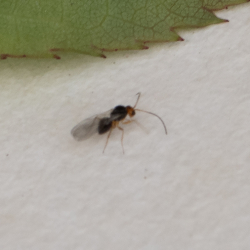 parasitair wespje op bladluis
