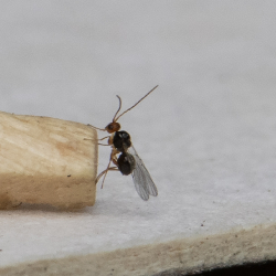 parasitair wespje op bladluis